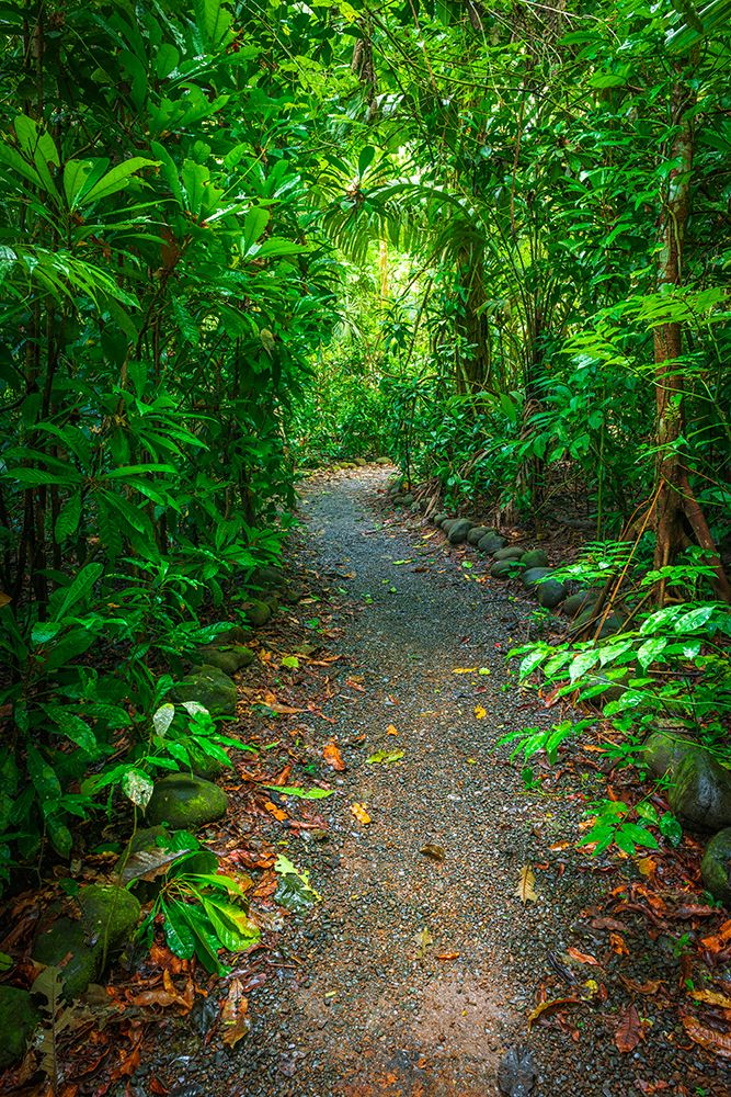Rainforest trail, Carara National Park, Puntarenas Province, Costa Rica art print by Russ Bishop for $57.95 CAD