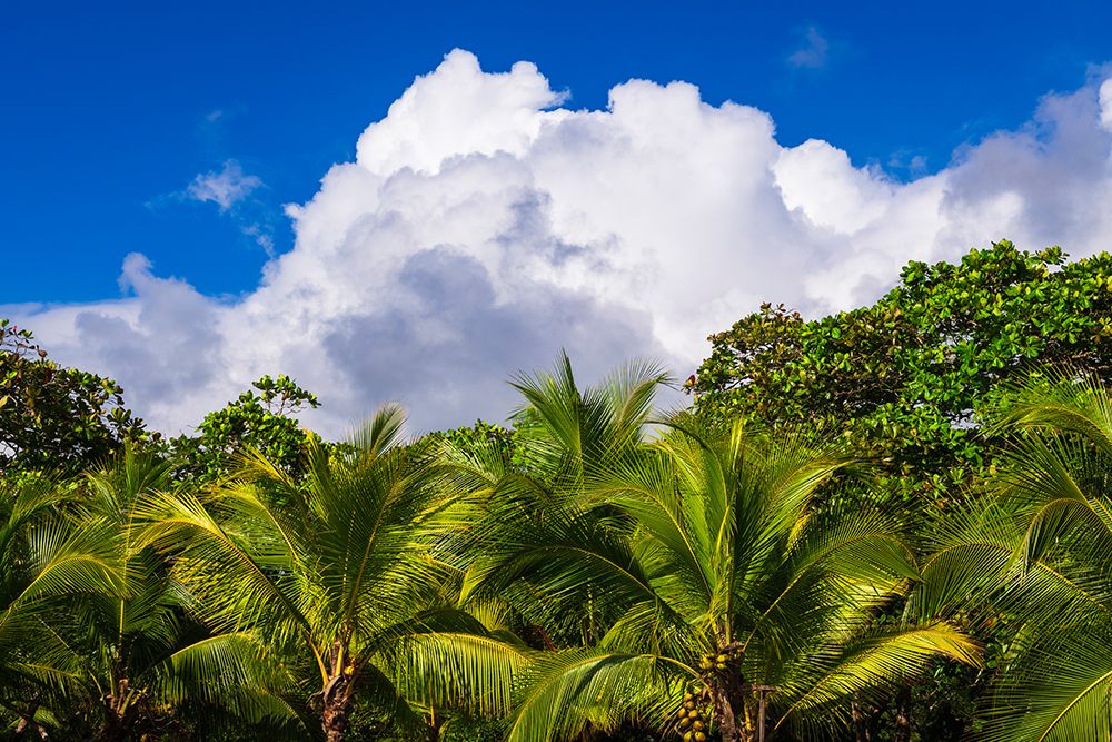 Clouds over coconut palms at Playa Matapalo, Puntarenas Province, Costa Rica art print by Russ Bishop for $57.95 CAD