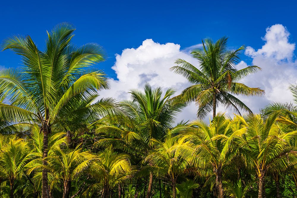 Clouds over coconut palms at Playa Matapalo, Puntarenas Province, Costa Rica art print by Russ Bishop for $57.95 CAD