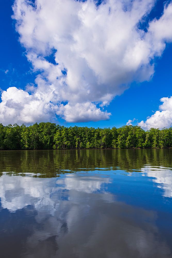 Mangroves along the Sierpe River, Terraba Sierpe National Wetlands, Puntarenas Province, Costa Rica art print by Russ Bishop for $57.95 CAD