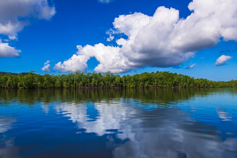 Mangroves along the Sierpe River, Terraba Sierpe National Wetlands, Puntarenas Province, Costa Rica art print by Russ Bishop for $57.95 CAD