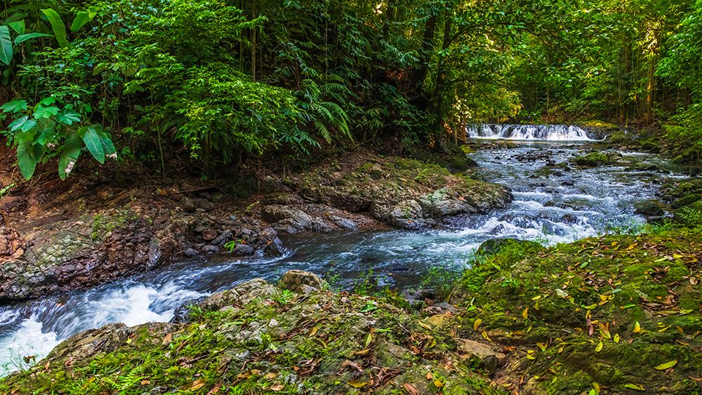 Forest stream in Corcovado National Park, Puntarenas Province, Costa Rica art print by Russ Bishop for $57.95 CAD