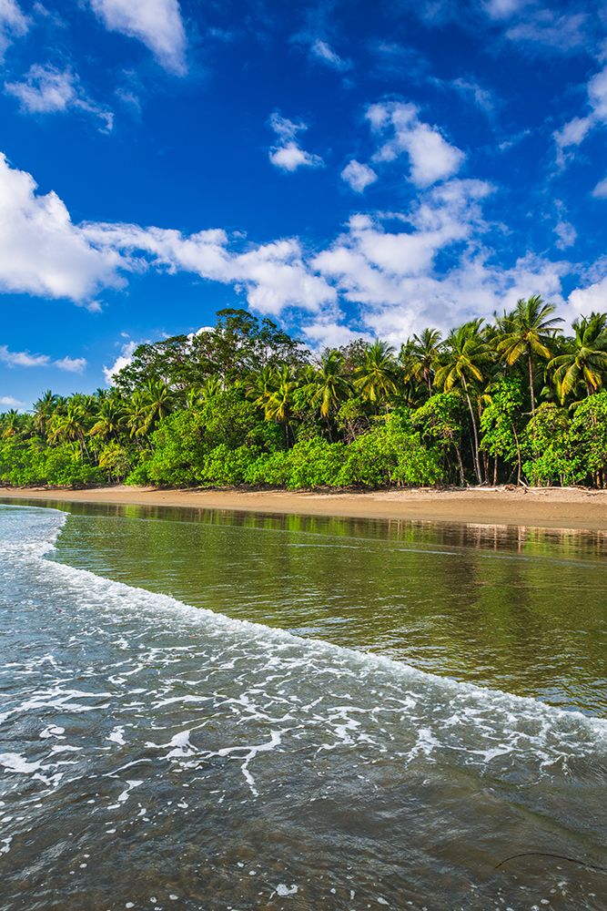 Surf and coconut palms at Playa Matapalo, Puntarenas Province, Costa Rica art print by Russ Bishop for $57.95 CAD