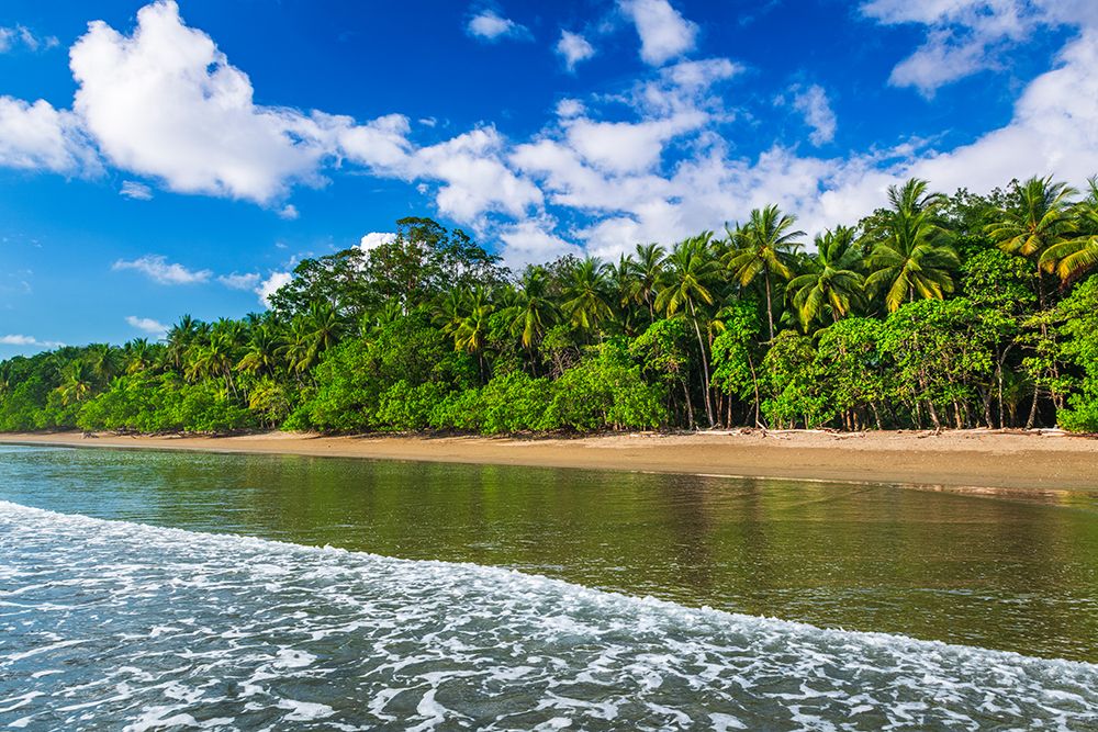 Surf and coconut palms at Playa Matapalo, Puntarenas Province, Costa Rica art print by Russ Bishop for $57.95 CAD