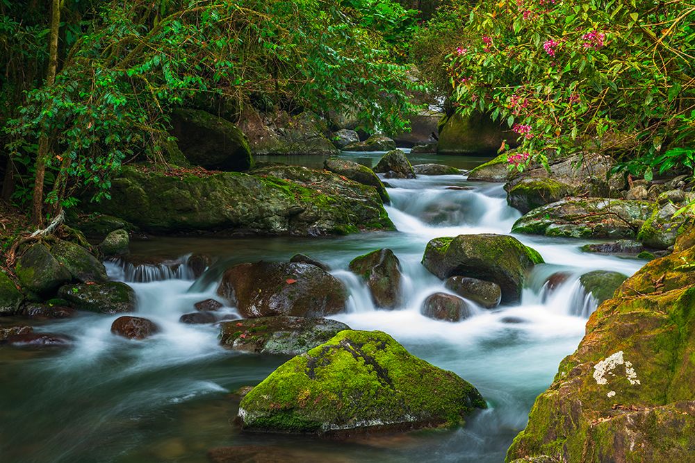 Savegre River in San Gerardo de Dota, San Jose Province, Costa Rica art print by Russ Bishop for $57.95 CAD
