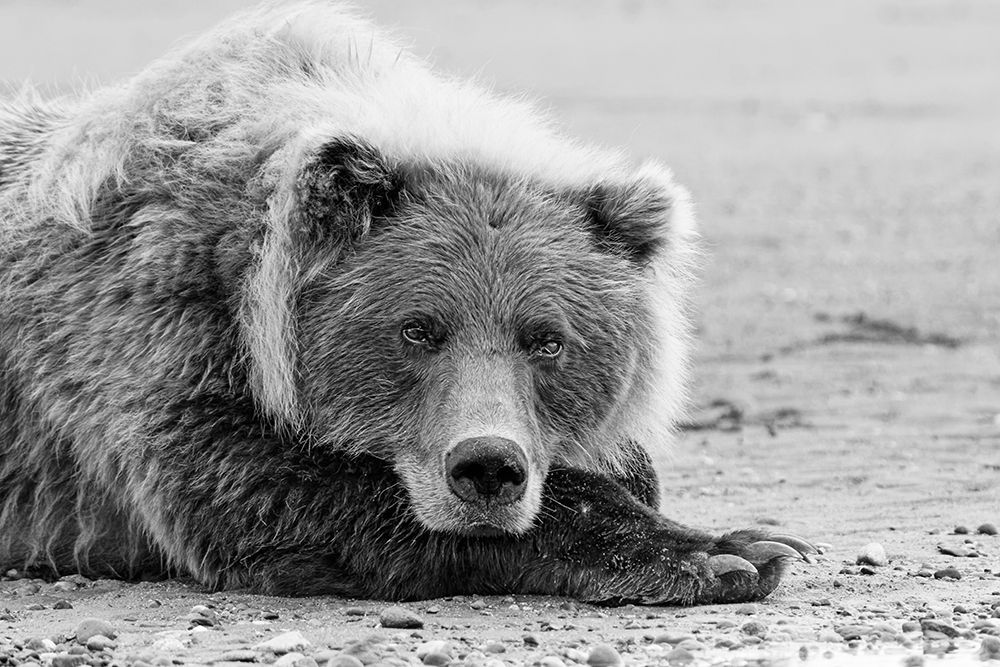 Brown bear resting on the beach-Silver Salmon Creek-Lake Clark National Park-Alaska art print by Adam Jones for $57.95 CAD