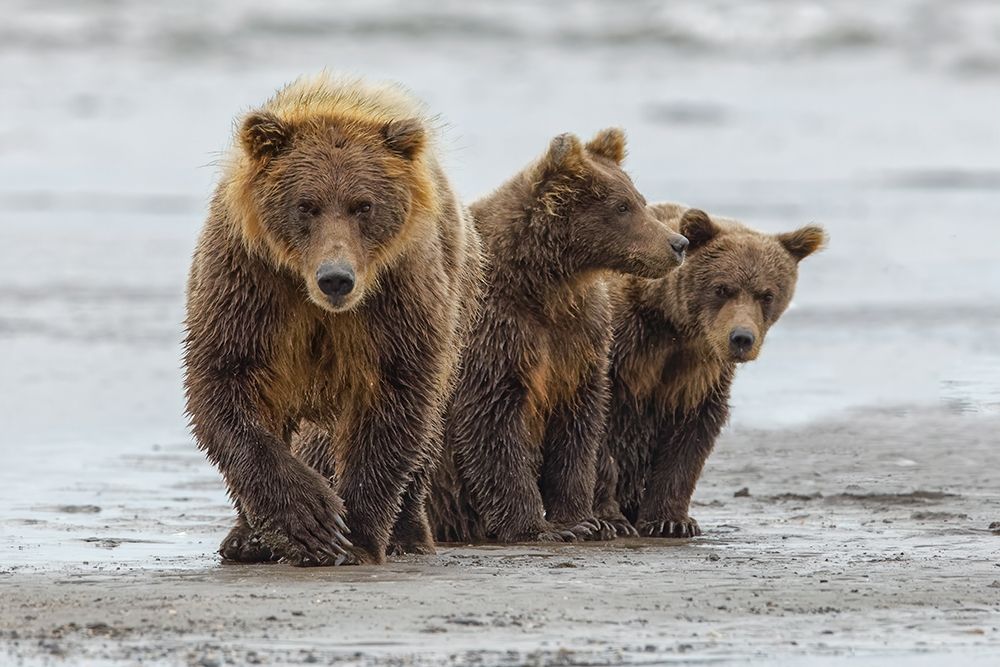 Female Brown bear and cubs-Silver Salmon Creek-Lake Clark National Park-Alaska art print by Adam Jones for $57.95 CAD