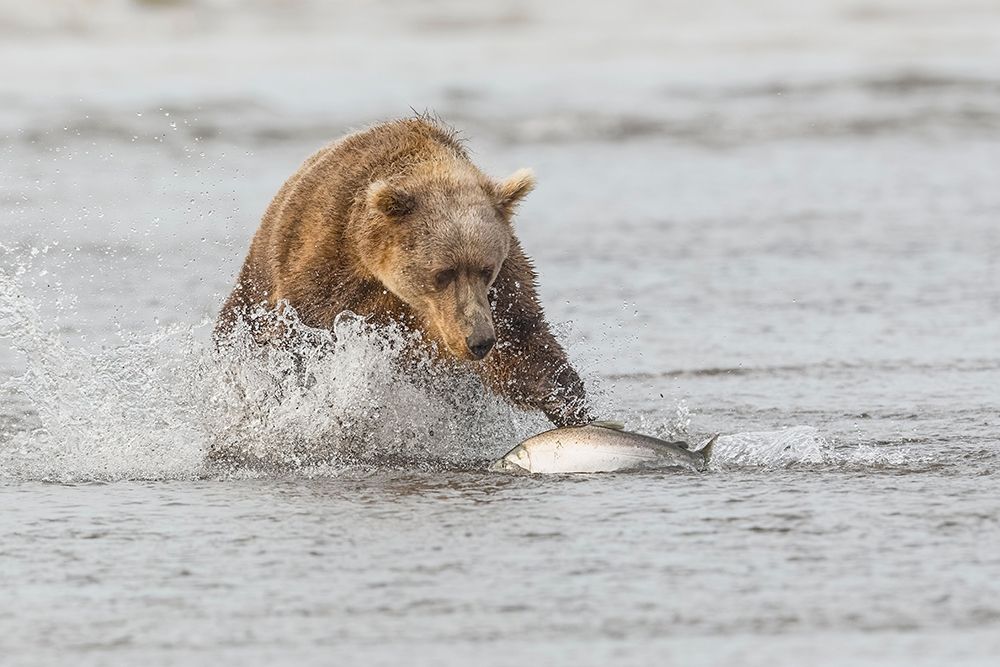 Brown bear chasing salmon-Silver Salmon Creek-Lake Clark National Park-Alaska art print by Adam Jones for $57.95 CAD