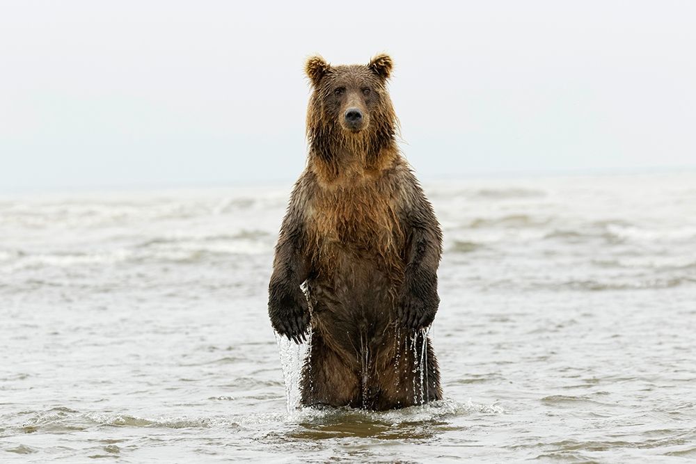 Brown bear standing upright-Silver Salmon Creek-Lake Clark National Park-Alaska art print by Adam Jones for $57.95 CAD