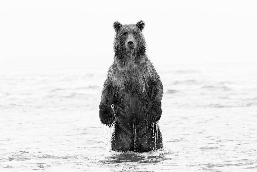 Brown bear standing upright-Silver Salmon Creek-Lake Clark National Park-Alaska art print by Adam Jones for $57.95 CAD
