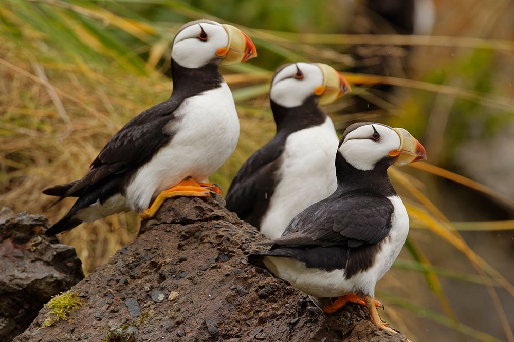 Horned Puffin-Fratercula corniculata-Lake Clark National Park-Alaska art print by Adam Jones for $57.95 CAD