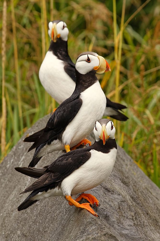 Horned Puffin-Fratercula corniculata-Lake Clark National Park-Alaska art print by Adam Jones for $57.95 CAD