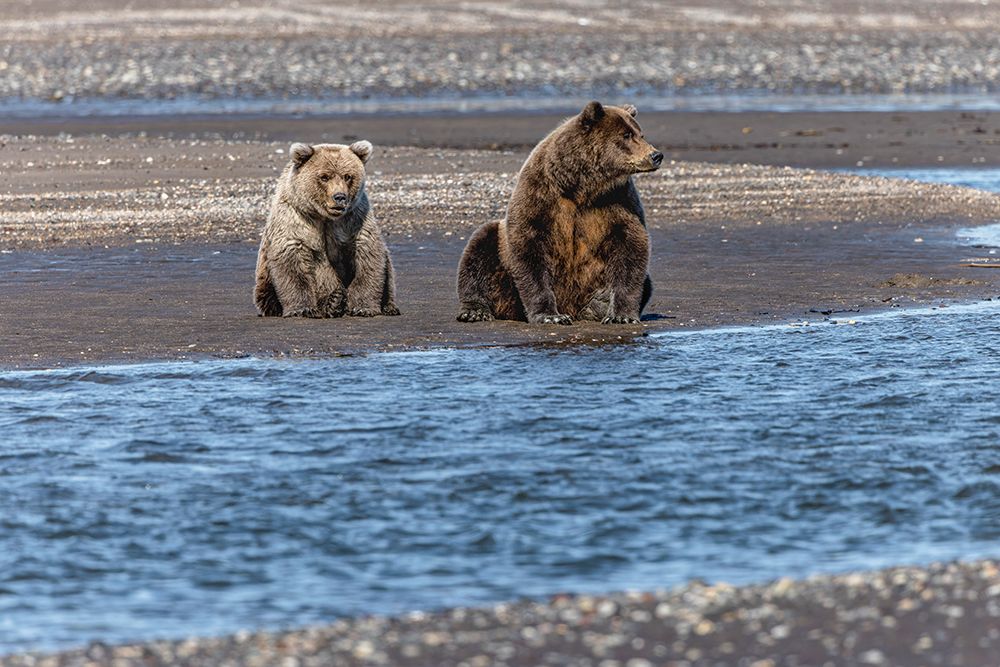 Adult female grizzly bear and cub fishing-Lake Clark National Park and Preserve-Alaska art print by Adam Jones for $57.95 CAD