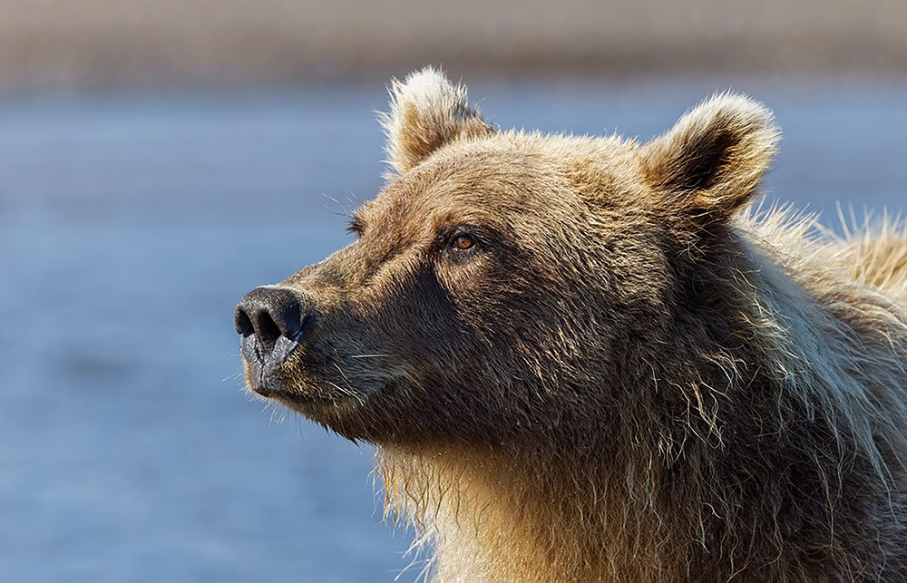 Grizzly bear close-up-Lake Clark National Park and Preserve-Alaska art print by Adam Jones for $57.95 CAD