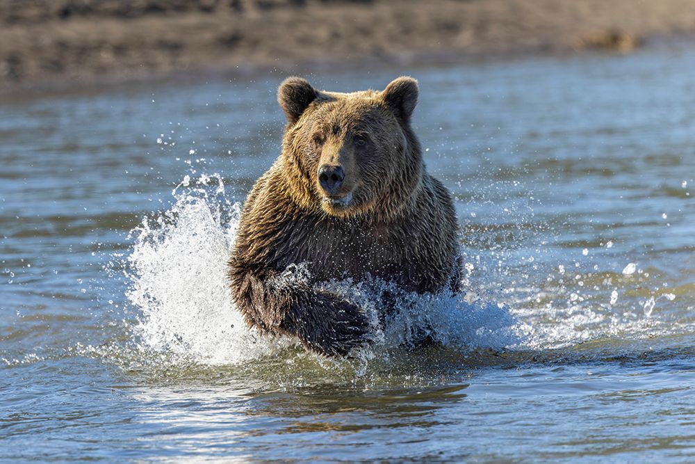Grizzly bear chasing fish in Silver Salmon Creek-Lake Clark National Park and Preserve-Alaska art print by Adam Jones for $57.95 CAD
