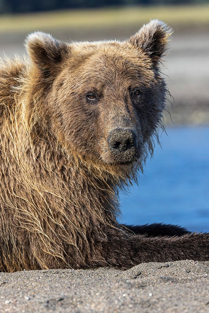 Grizzly bear resting-Lake Clark National Park and Preserve-Alaska art print by Adam Jones for $57.95 CAD