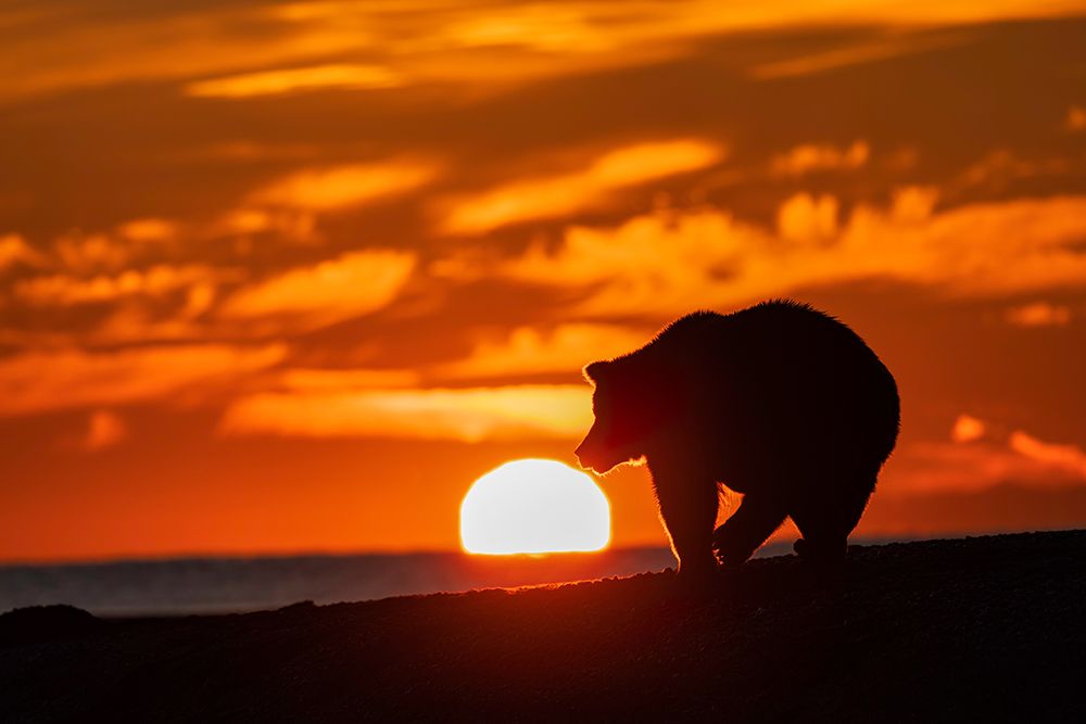 Adult grizzly bear silhouetted on beach at sunrise-Lake Clark National Park and Preserve art print by Adam Jones for $57.95 CAD