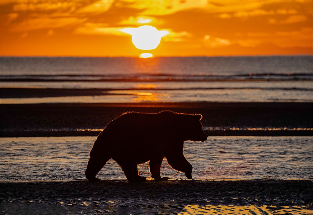 Adult grizzly bear silhouetted on beach at sunrise-Lake Clark National Park and Preserve art print by Adam Jones for $57.95 CAD