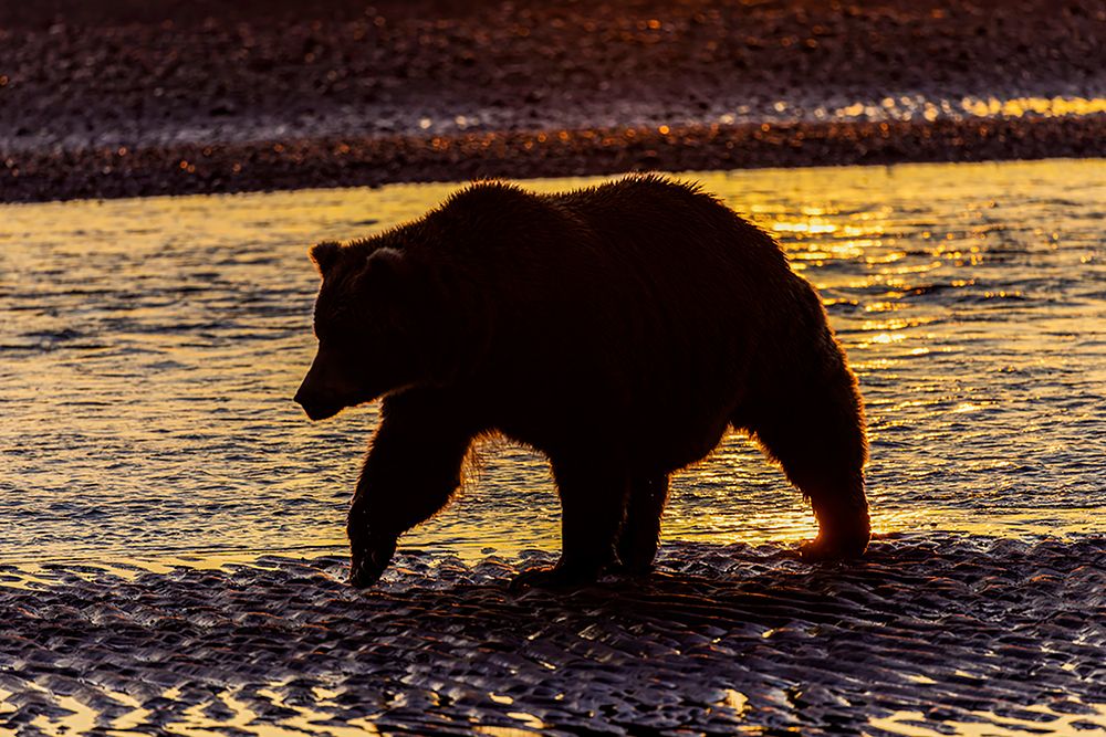 Adult grizzly bear silhouetted on beach at sunrise-Lake Clark National Park and Preserve art print by Adam Jones for $57.95 CAD