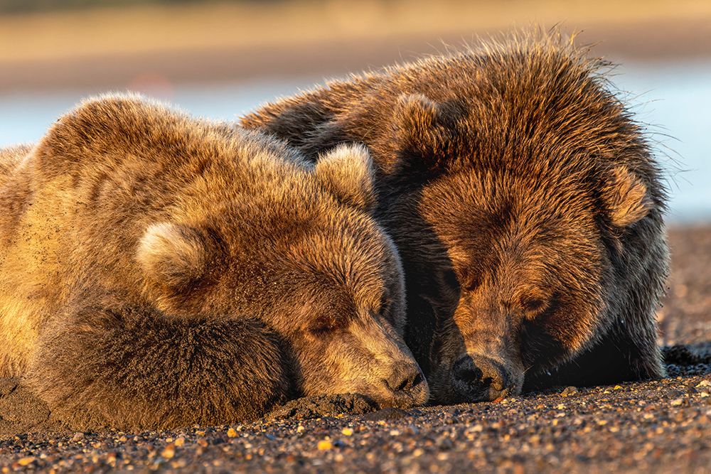 Adult female grizzly bear and cub sleeping on beach at sunrise-Lake Clark National Park and Preserve art print by Adam Jones for $57.95 CAD