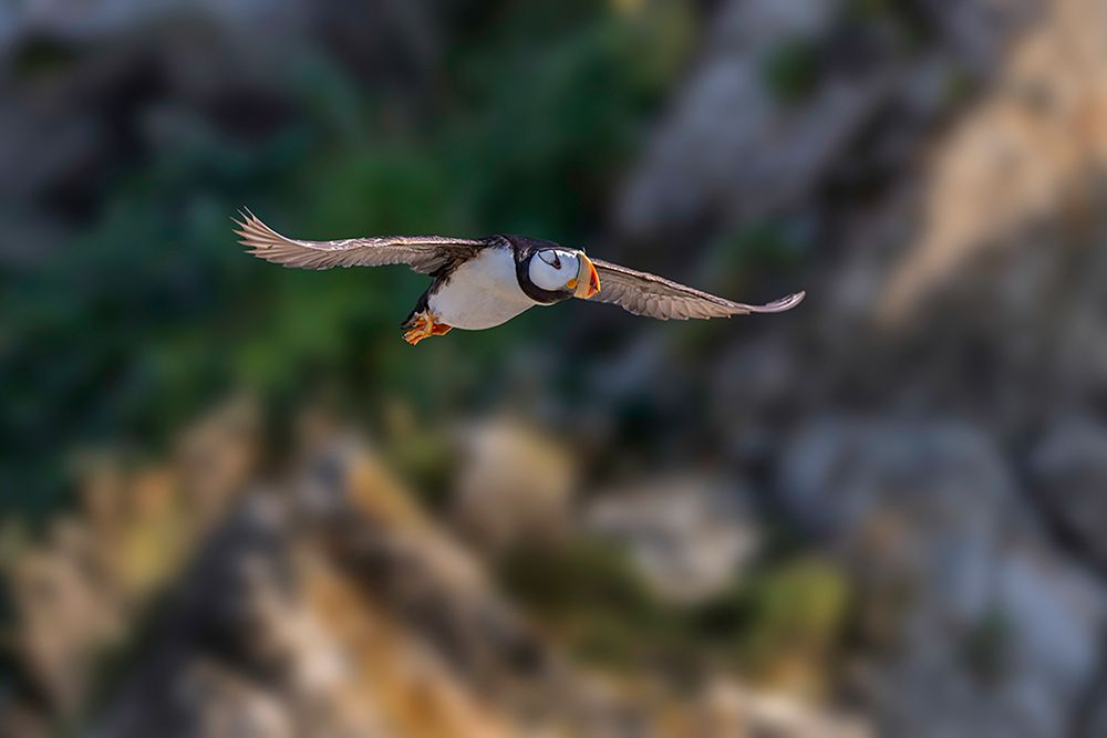 Horned puffin flying-Bird Island-Lake Clark National Park and Preserve-Alaska art print by Adam Jones for $57.95 CAD