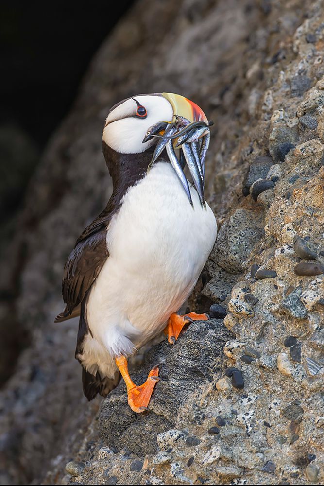 Horned puffin with needle fish in beak-Bird Island-Lake Clark National Park and Preserve-Alaska art print by Adam Jones for $57.95 CAD