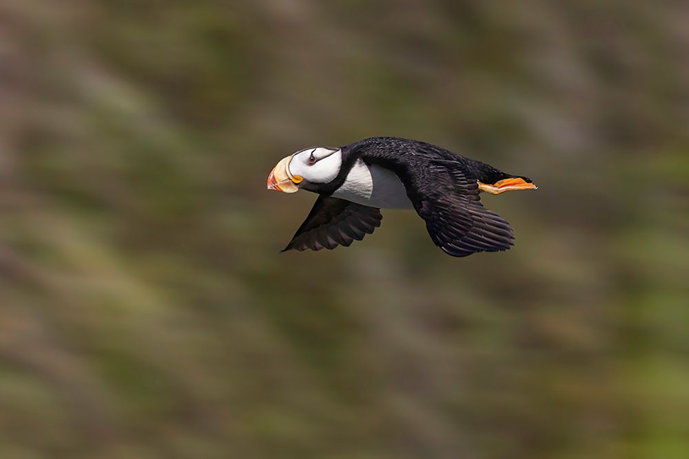 Horned puffin-Bird Island-Lake Clark National Park and Preserve-Alaska art print by Adam Jones for $57.95 CAD