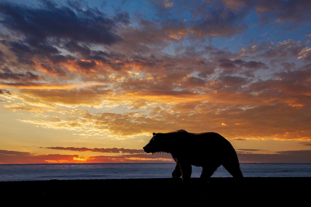Adult grizzly bear silhouetted at sunrise-Lake Clark National Park and Preserve-Alaska art print by Adam Jones for $57.95 CAD
