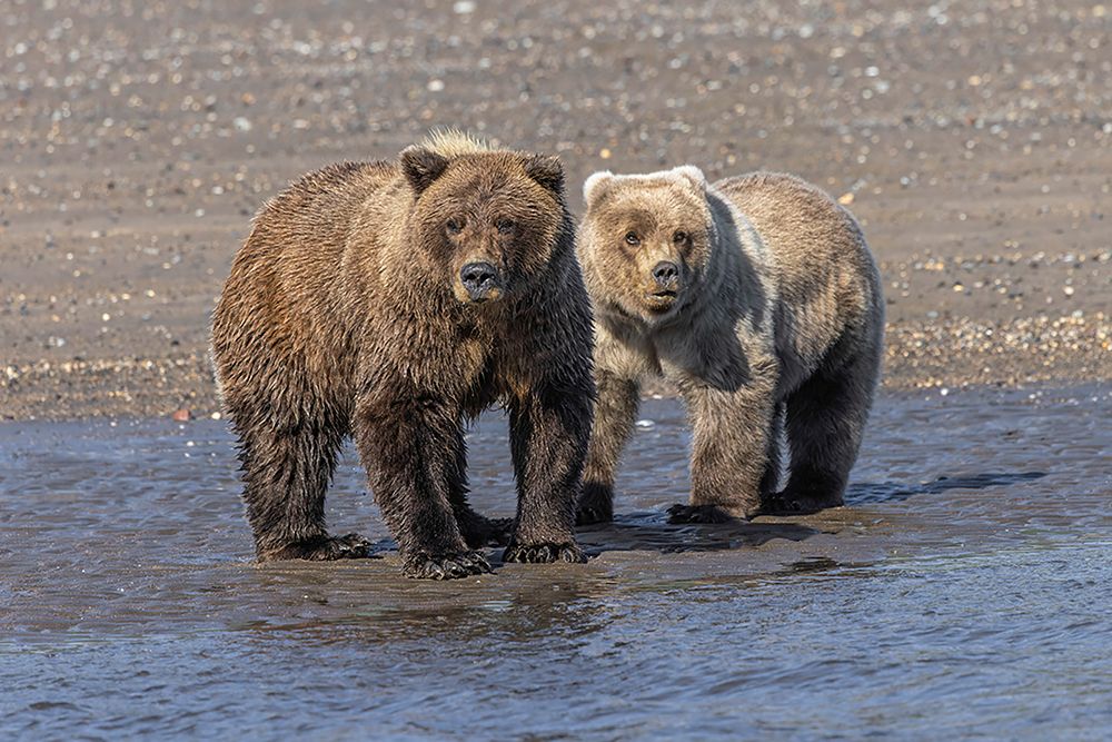 Grizzly bear cub and adult female-Lake Clark National Park and Preserve-Alaska-Silver Salmon Creek art print by Adam Jones for $57.95 CAD