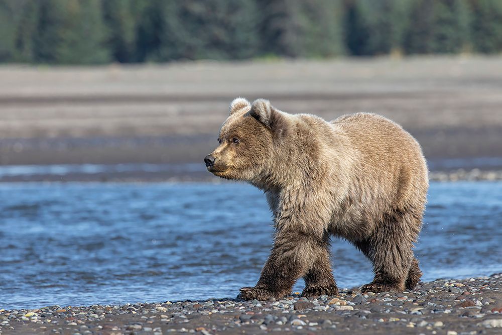 Grizzly bear cub-Lake Clark National Park and Preserve-Alaska-Silver Salmon Creek art print by Adam Jones for $57.95 CAD