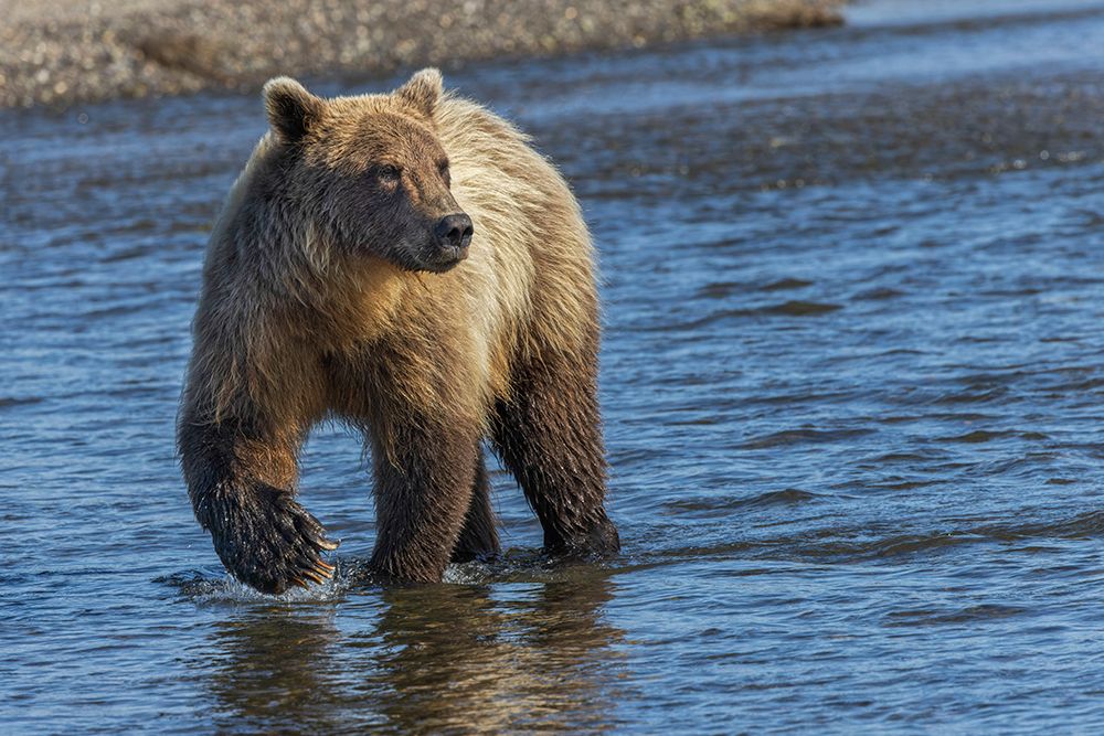 Adult grizzly bear chasing fish-Lake Clark National Park and Preserve-Alaska-Silver Salmon Creek art print by Adam Jones for $57.95 CAD