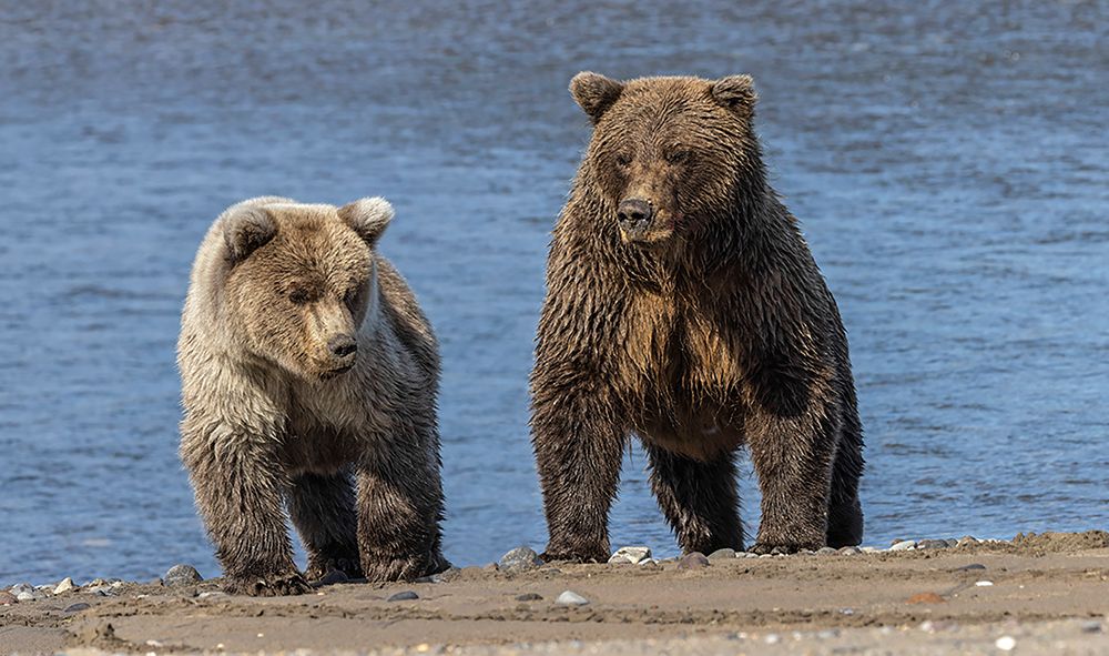 Grizzly bear cub and adult female-Lake Clark National Park and Preserve-Alaska-Silver Salmon Creek art print by Adam Jones for $57.95 CAD