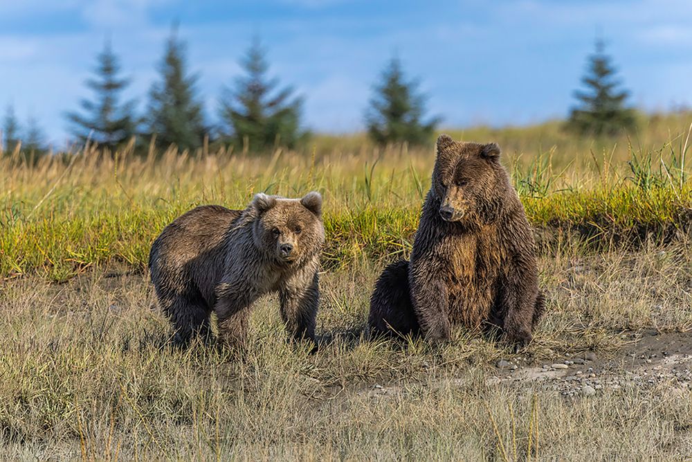 Grizzly bear cub and adult female-Lake Clark National Park and Preserve-Alaska-Silver Salmon Creek art print by Adam Jones for $57.95 CAD