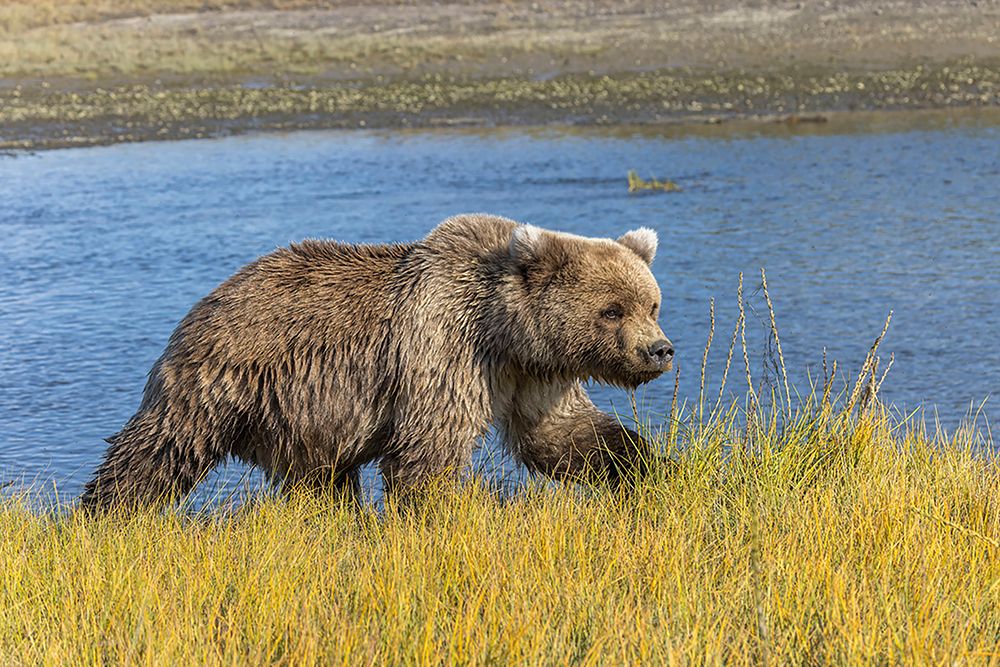 Grizzly bear-Lake Clark National Park and Preserve-Alaska-Silver Salmon Creek art print by Adam Jones for $57.95 CAD