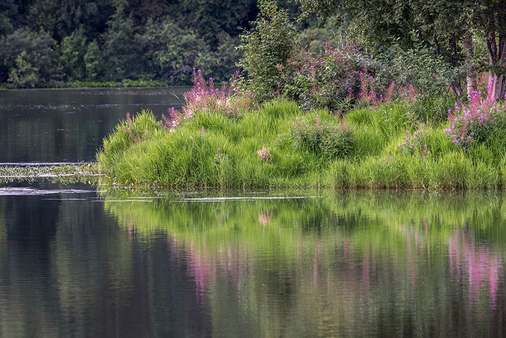 Fireweed blooming on small island in lake-Margaret Eagan Sullivan Park-Anchorage-Alaska art print by Adam Jones for $57.95 CAD
