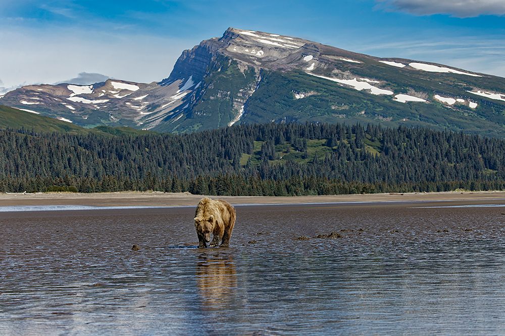 Adult female grizzly bear clamming-Lake Clark National Park and Preserve-Alaska art print by Adam Jones for $57.95 CAD