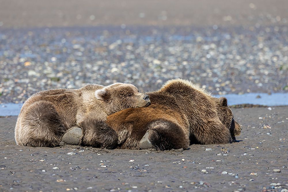Female grizzly bear with second year cub sleeping on her back-Lake Clark National Park art print by Adam Jones for $57.95 CAD