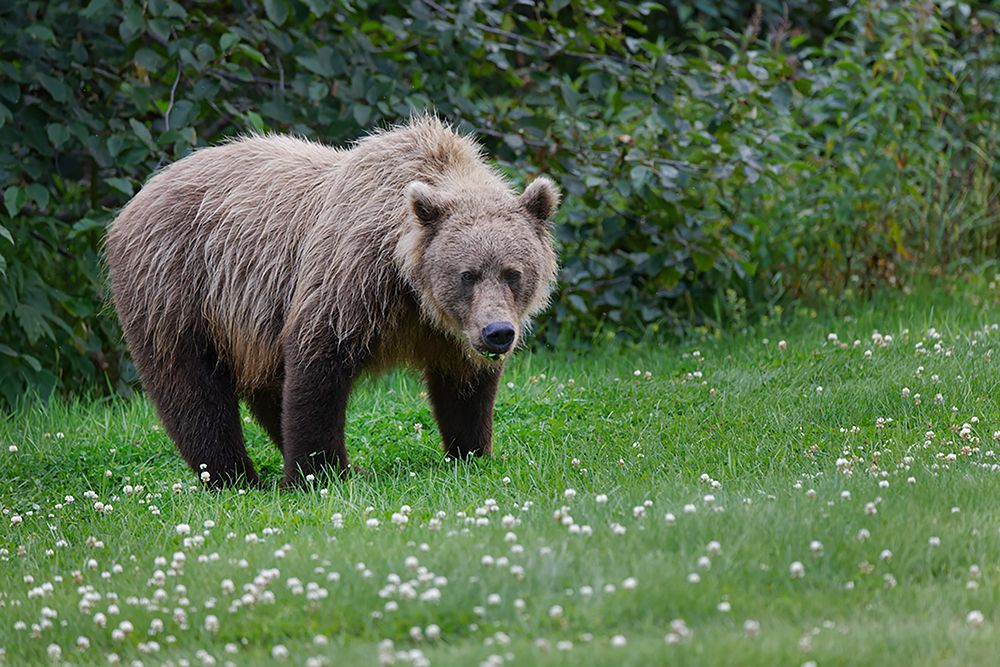 Grizzly bear-Lake Clark National Park and Preserve-Alaska art print by Adam Jones for $57.95 CAD