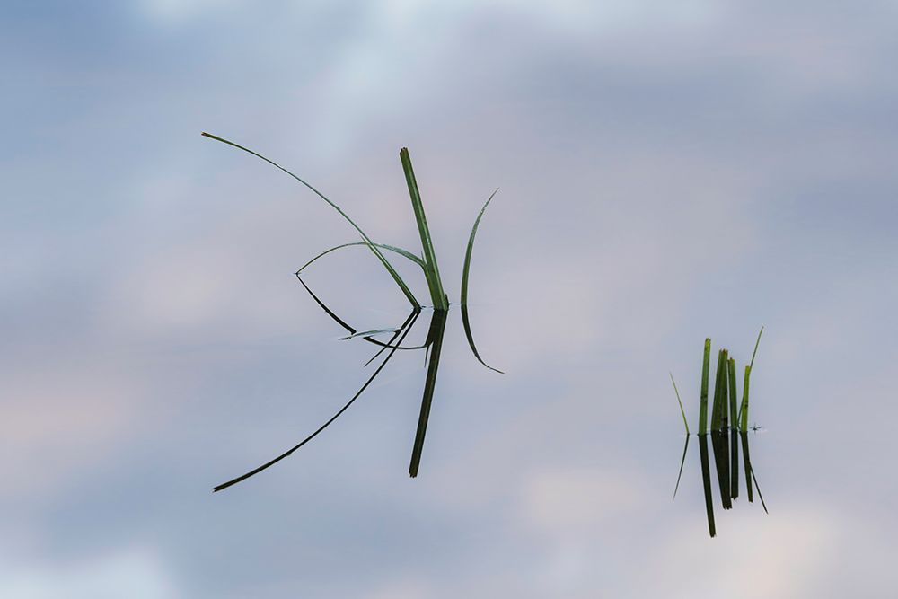 Grass stems and sky reflecting on pond surface-Lake Clark National Park and Preserve-Alaska art print by Adam Jones for $57.95 CAD