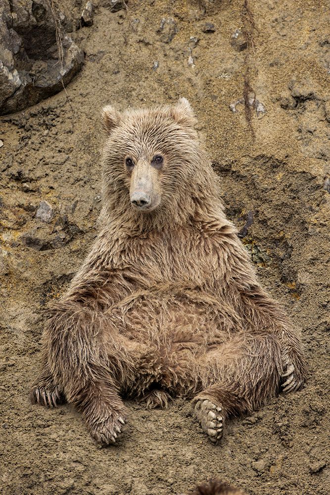 Alaskan brown bear along Alagnak River, Alaska. art print by Adam Jones for $57.95 CAD
