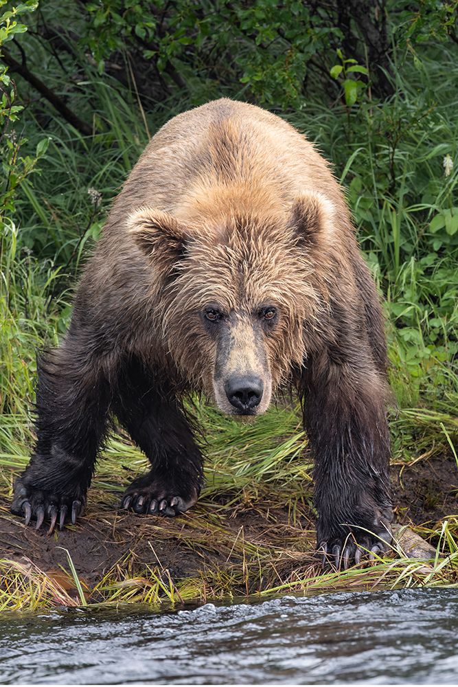 Alaskan brown bear along Alagnak River, Alaska. art print by Adam Jones for $57.95 CAD