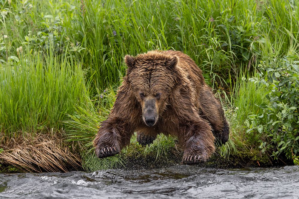 Alaskan brown bear along Alagnak River, Alaska. art print by Adam Jones for $57.95 CAD