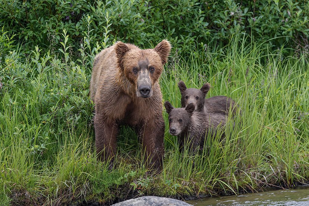 Alaskan brown bear along Alagnak River, Alaska. art print by Adam Jones for $57.95 CAD