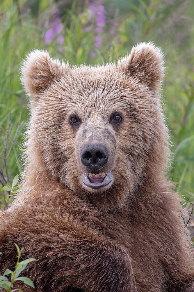 Alaskan brown bear along Alagnak River, Alaska. art print by Adam Jones for $57.95 CAD