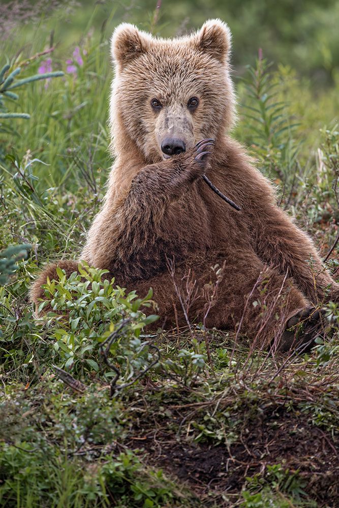 Alaskan brown bear along Alagnak River, Alaska. art print by Adam Jones for $57.95 CAD