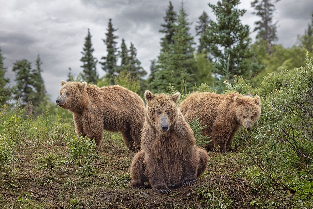 Alaskan brown bear along Alagnak River, Alaska. art print by Adam Jones for $57.95 CAD
