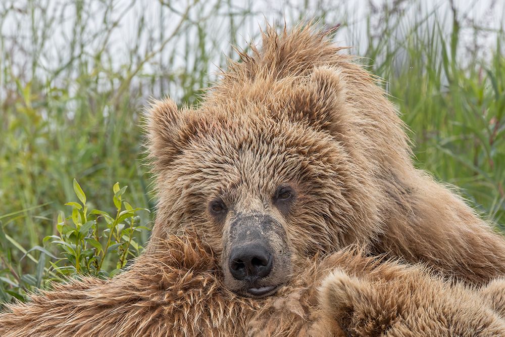 Alaskan brown bear along Alagnak River, Alaska. art print by Adam Jones for $57.95 CAD