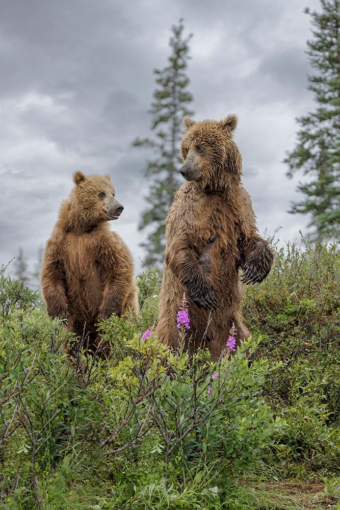 Alaskan brown bear along Alagnak River, Alaska. art print by Adam Jones for $57.95 CAD