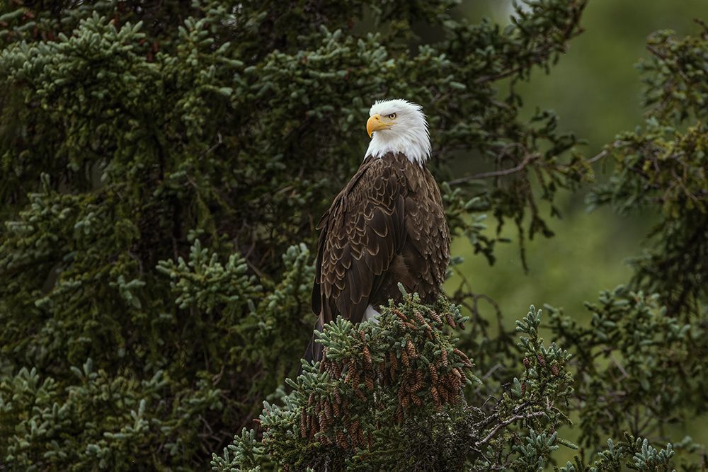 Bald eagle perched along Alagnak River, Alaska. art print by Adam Jones for $57.95 CAD