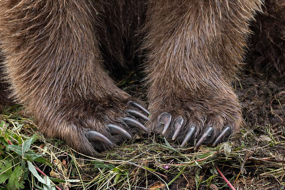 Alaskan brown bear along Alagnak River, Alaska. art print by Adam Jones for $57.95 CAD
